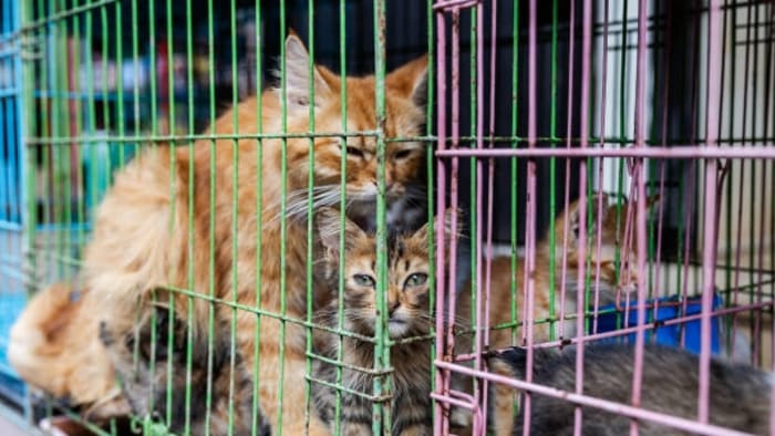 2 katten testen positief op hondsdolheid in Comal County