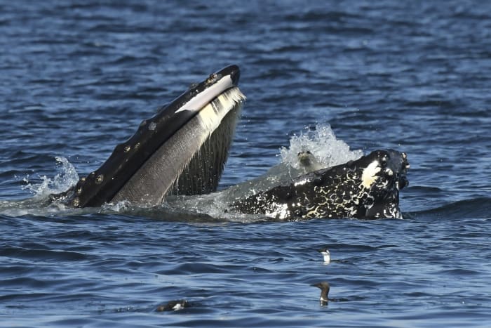 Een verbijsterde zeehond belandde in de bek van een bultrugwalvis