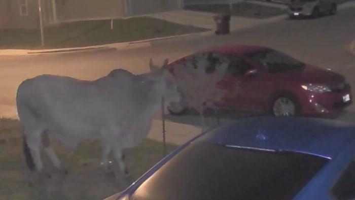 Inwoners van Saint Hedwig maken video-opname van Brahma-stier met hun thuiscamera's