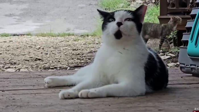 Kattenopvangcentrum in San Antonio is afhankelijk van donaties van Big Give