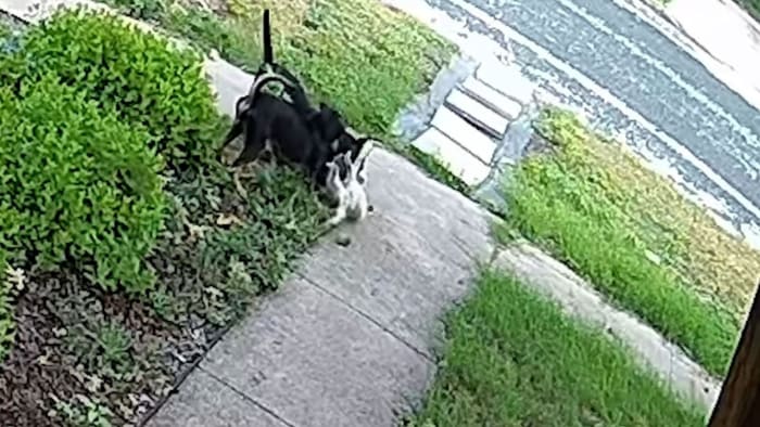 Rondzwervende honden probeerden een kat uit elkaar te scheuren in Denver Heights