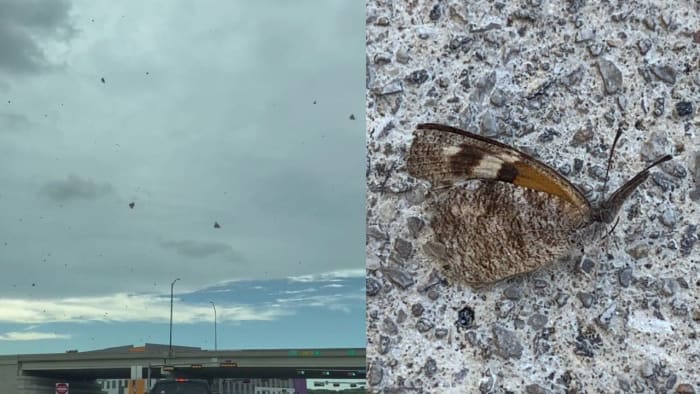 Vlinderinvasie! Zwermen zijn terug nu snuitvlinders hun jaarlijkse trektocht door San Antonio maken