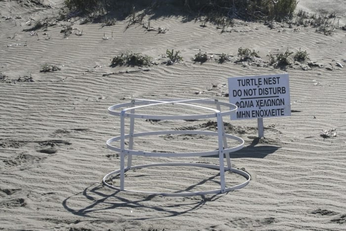 Zeeschildpadden maken grote comeback op zandstranden bij 2 Britse militaire bases op Cyprus