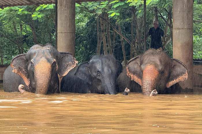 Deze foto van het Elephant Nature Park toont drie van de ongeveer 100 olifanten die vastzitten in het stijgende water van het park in de provincie Chiang Mai, Thailand, donderdag 3 oktober 2024. (Darrick Thompson/Elephant Nature Park Via AP)