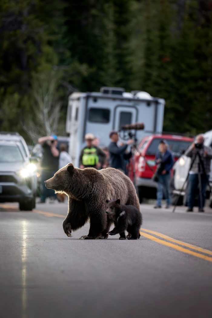 Op deze ongedateerde foto van het Grand Teton National Park staat een grizzlybeer, bekend als nr. 399, naast een welp. (C. Adams/Grand Teton Nationaal Park via AP)