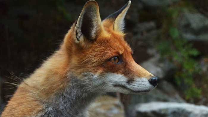 Ambtenaren denken dat de vos besmet kan zijn met hondsdolheid.