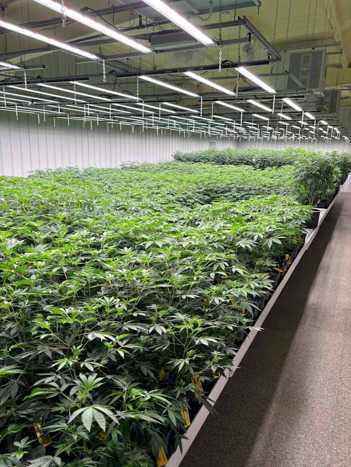 BESTAND - CRC, uit Alabama, heeft 1.500 medische marihuanaplanten, hier getoond op 23 juli 2024, die groeien in hun fabriek in Pike County, Alabama. (AP Foto/Kim Chandler, Bestand)