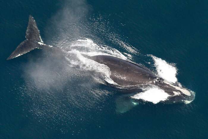 BESTAND - Deze afbeelding van NOAA toont een Noord-Atlantische walvis in de wateren bij New England, 25 mei 2024. (NOAA via AP, Bestand)