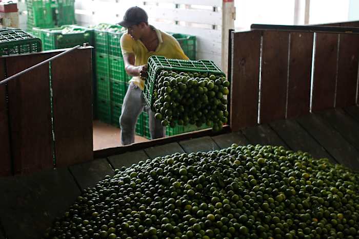 BESTAND - Een arbeider laadt een vrachtwagen vol Mexicaanse limoenen uit bij een citrusverpakkingsfabriek in La Ruana, in de staat Michoacan, Mexico, 6 november 2023. (AP Photo/Dario Lopez-Mills, File)