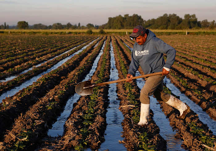 BESTAND - Een landarbeider irrigeert zwarte bonenplanten met afvalwater nabij Tepatepec, staat Hidalgo, Mexico, 1 april 2017. (AP Photo/Rebecca Blackwell, File)