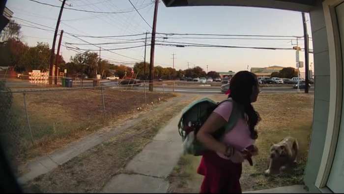 De losgelaten pitbull van de buurman werd tien dagen in quarantaine geplaatst nadat hij een 16-jarige had aangevallen