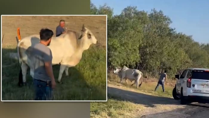 De stier, genaamd Chulo, werd sinds 17 september vermist