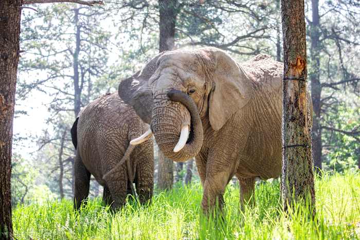 Deze ongedateerde foto van de Cheyenne Mountain Zoo toont olifanten Kimba, vooraan, en Lucky, achteraan, in de dierentuin in Colorado Springs, Colo. (Cheyenne Mountain Zoo via AP)