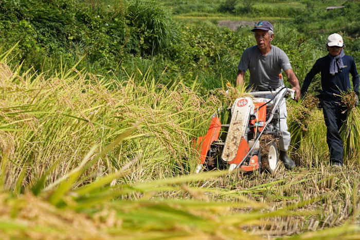 Een boer bedient de oogstmachine op een rijstterras tijdens de oogst in het dorp Kamimomi, prefectuur Okayama, Japan op 7 september 2024. (AP Photo/Ayaka McGill)