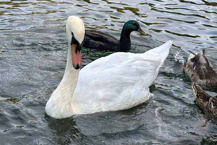 Een knobbelzwaan zwemt met eenden in Manlius Swan Pond, in Manlius, NY, 17 september 2024 (AP Photo/Carolyn Thompson)