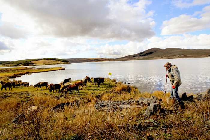 Een man zorgt voor zijn koeien in de regio Javakheti, Georgië, dinsdag 22 oktober 2024. (AP Photo/Shakh Aivazov)