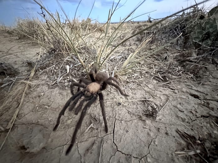 Een mannelijke tarantula zoekt een partner op de vlakten bij La Junta, Colorado, vrijdag 27 september 2024. (AP Photo/Thomas Peipert)