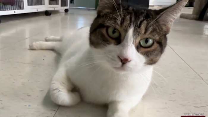 Het asiel heeft het moeilijk terwijl de rekeningen van de dierenarts stijgen