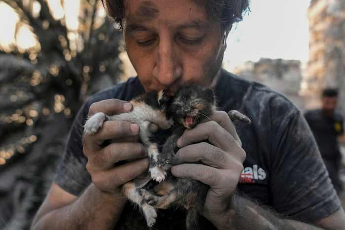Kamal Khatib, een vrijwilliger bij de reddingsgroep Animals Lebanon, kust kittens nadat hij ze heeft gered uit het puin van verwoeste gebouwen op de plaats van de Israëlische luchtaanval van donderdag, in Beiroet, Libanon, vrijdag 11 oktober 2024. (AP Photo/Bilal Hussein)