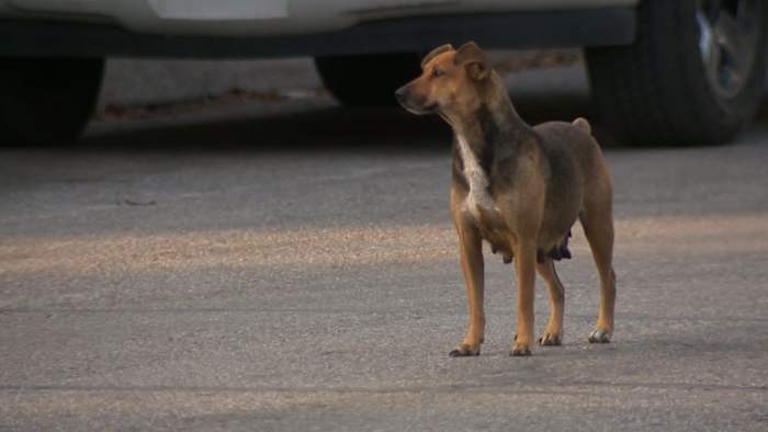 Meer dan 180 honden die door de San Antonio Animal Control Services als agressief of gevaarlijk zijn geclassificeerd