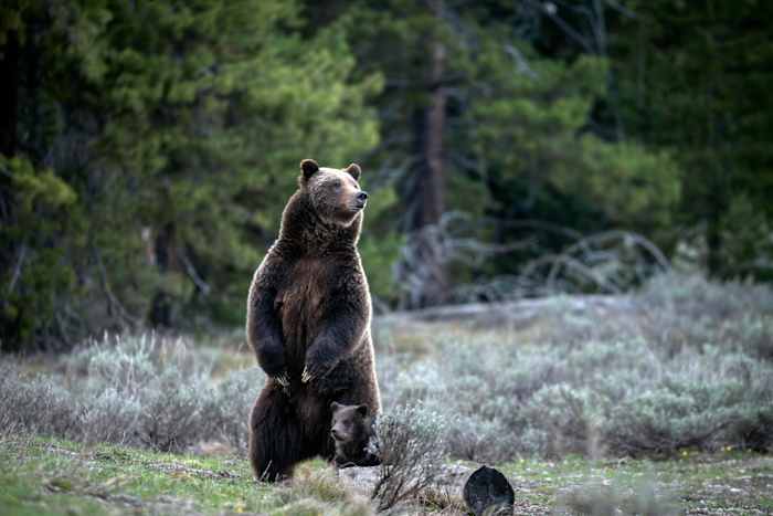 Op deze ongedateerde foto van het Grand Teton National Park staat een grizzlybeer, bekend als nr. 399, naast een welp. (C. Adams/Grand Teton Nationaal Park via AP)