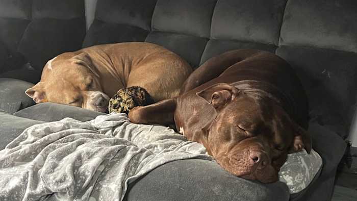 Politieagent uit San Antonio schiet en doodt twee honden van echtpaar, videoshows