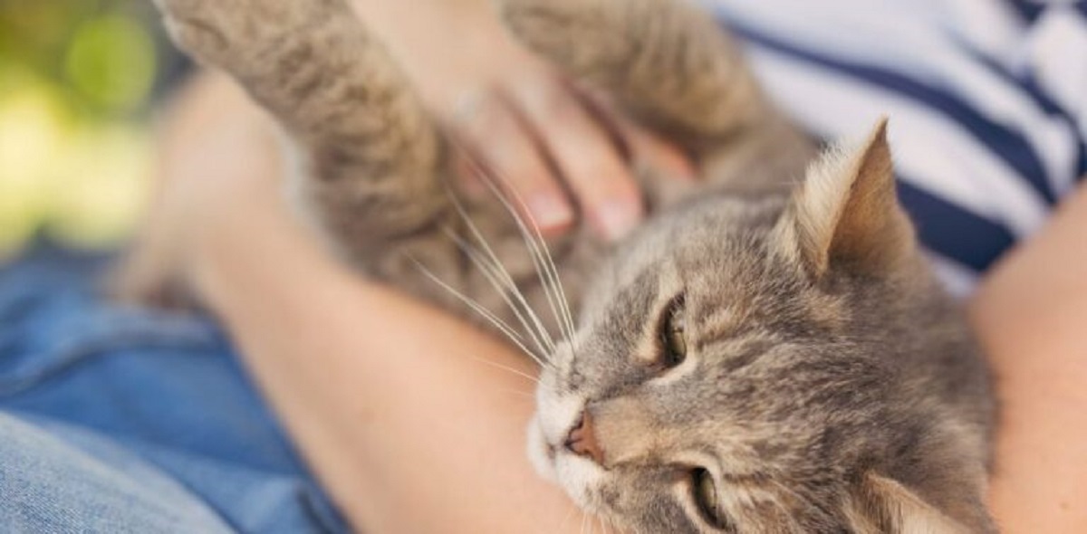 Praten tegen je kat als een baby