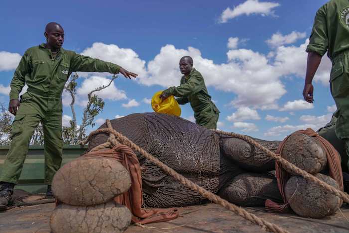 Rangers en opvangteam van de Kenya Wildlife Service laten een verdoofde olifant afkoelen in Mwea National Park, ten oosten van de hoofdstad Nairobi, Kenia, maandag 14 oktober 2024. (AP Photo/Brian Inganga)