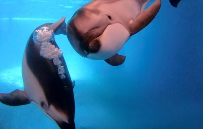 SeaWorld San Antonio benoemt twee nieuwe waterdieren