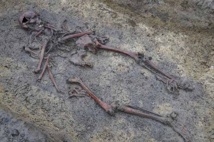 Skeletten en schedels liggen in graven op een opgraving van een Vikingbegraafplaats uit de 10e eeuw in Aasum, Denemarken, maandag 7 oktober 2024. (AP Photo/James Brooks)
