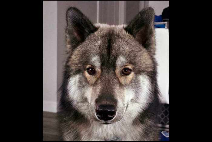 Agent doodt hond die voor coyote wordt aangezien in de stad Massachusetts. Volgens de eigenaar was dit niet nodig