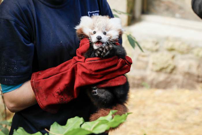 Edinburgh Zoo geeft vuurwerk de schuld van de dood van baby rode panda