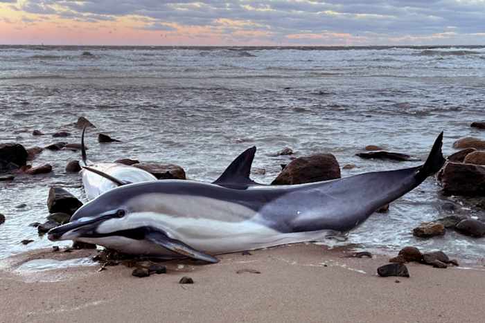 Het historisch slechte jaar voor de strandingen van dolfijnen op Cape Cod zorgt ervoor dat wetenschappers op zoek zijn naar antwoorden