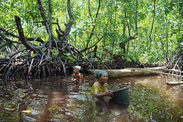 Het mangrovebos van Papoea-vrouwen in Indonesië wordt steeds meer bedreigd door ontwikkeling en vervuiling