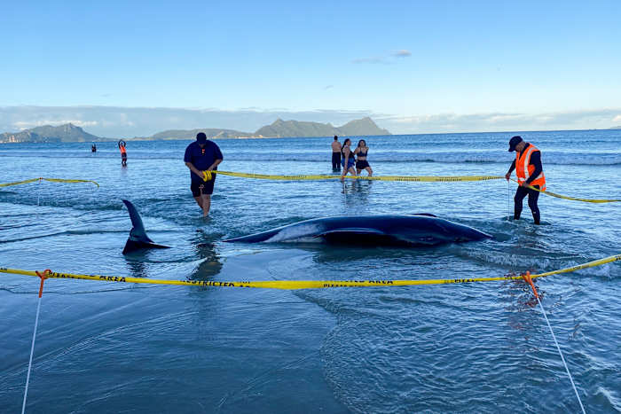 Nieuw-Zeelanders helpen ongeveer dertig walvissen te redden nadat een groep op een strand is gestrand
