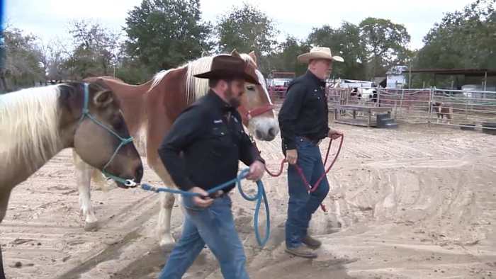 Paardenkliniek biedt veteranen 'Nieuwe Tactiek' voor genezing