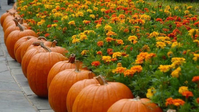 Wat je na Halloween met je pompoenen kunt doen