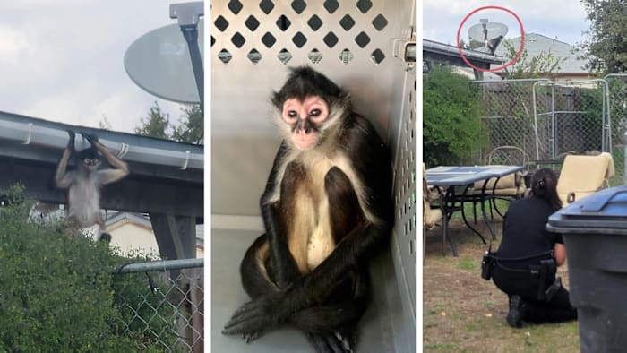 Aap op de vlucht gevangen in de wijk San Antonio; eigenaren geciteerd door Animal Care Services