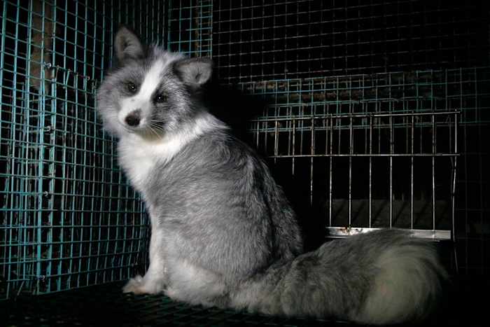 Activisten geven beelden vrij van vossen op Finse pelsdierfokkerijen om de EU ertoe aan te zetten de handel te verbieden