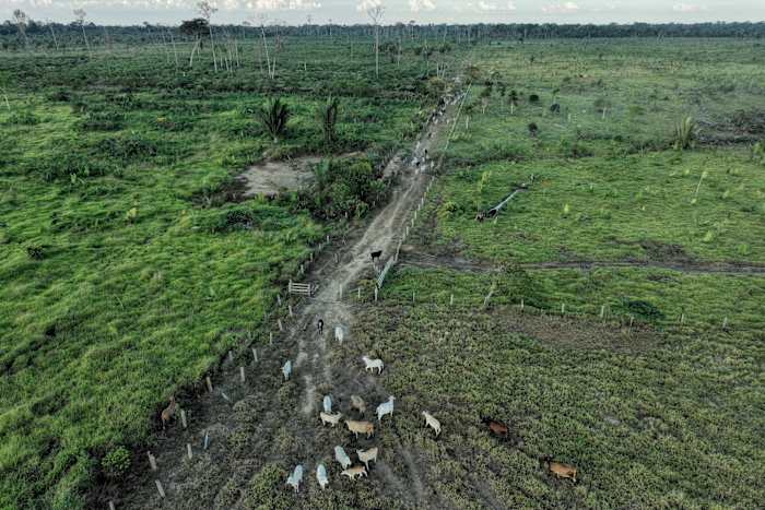 Braziliaanse rundvlees- en leerbedrijven schieten tekort in het aanpakken van de ontbossing, zo blijkt uit een onderzoek