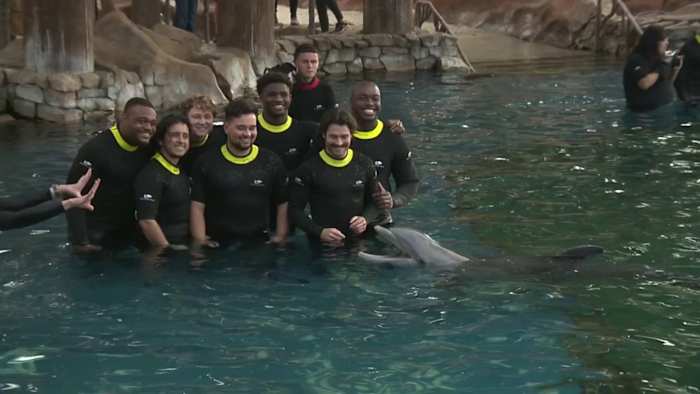 Colorado en BYU-voetballer zwemmen met de dolfijnen in SeaWorld San Antonio vóór Alamo Bowl
