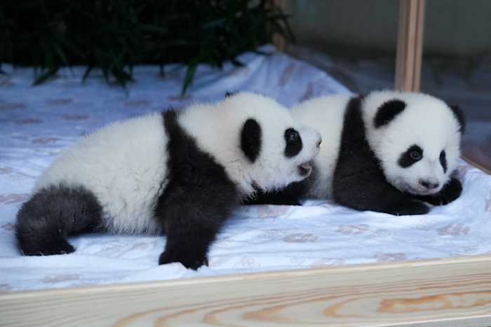 De nieuwe panda-tweeling van Berlijn heeft een naam gekregen. Maak kennis met Leni en Lotti, of Meng Hao en Meng Tian