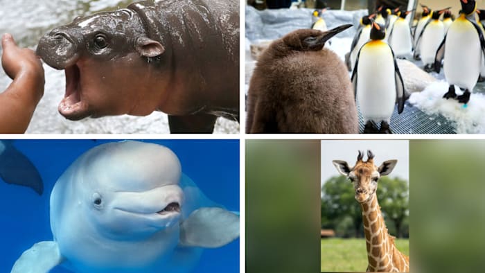 Deze dieren haalden het nieuws in 2024