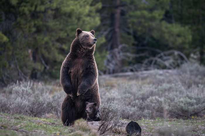 Er werd gezocht naar een nieuwe aanpak van Rocky Mountain-grizzlyberen voorafgaand aan het tweede presidentschap van Trump