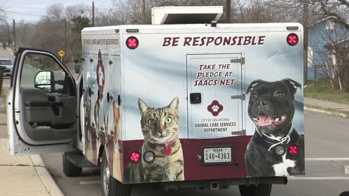 Gedwongen sterilisaties van huisdieren, hogere boetes voor recidivisten, waarover donderdag in de gemeenteraad van San Antonio zal worden gestemd