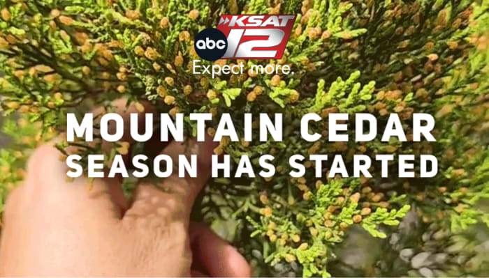 HET IS OFFICIEEL: het Mountain Cedar-seizoen begint in San Antonio 🤧