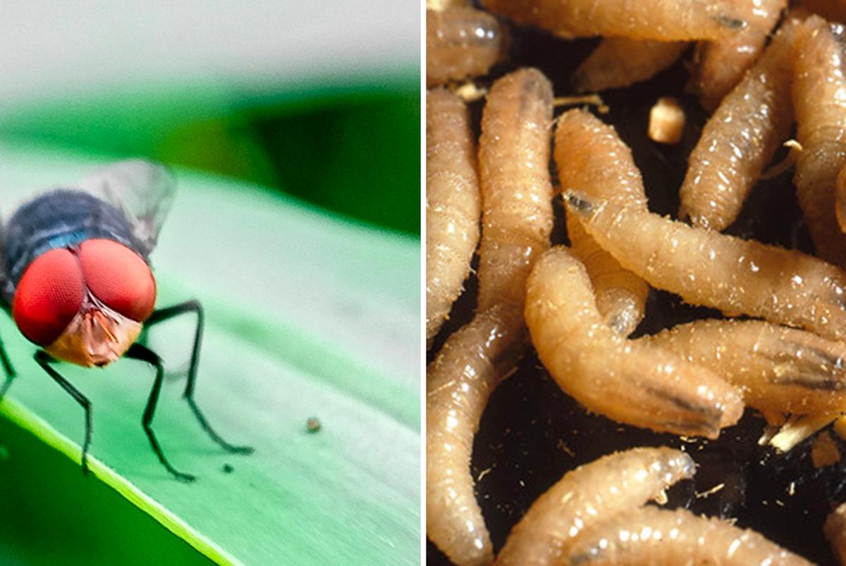 De larven van de schroefwormvlieg uit de Nieuwe Wereld eten gezond weefsel van zoogdieren, inclusief mensen, maar treffen vooral vee aan.