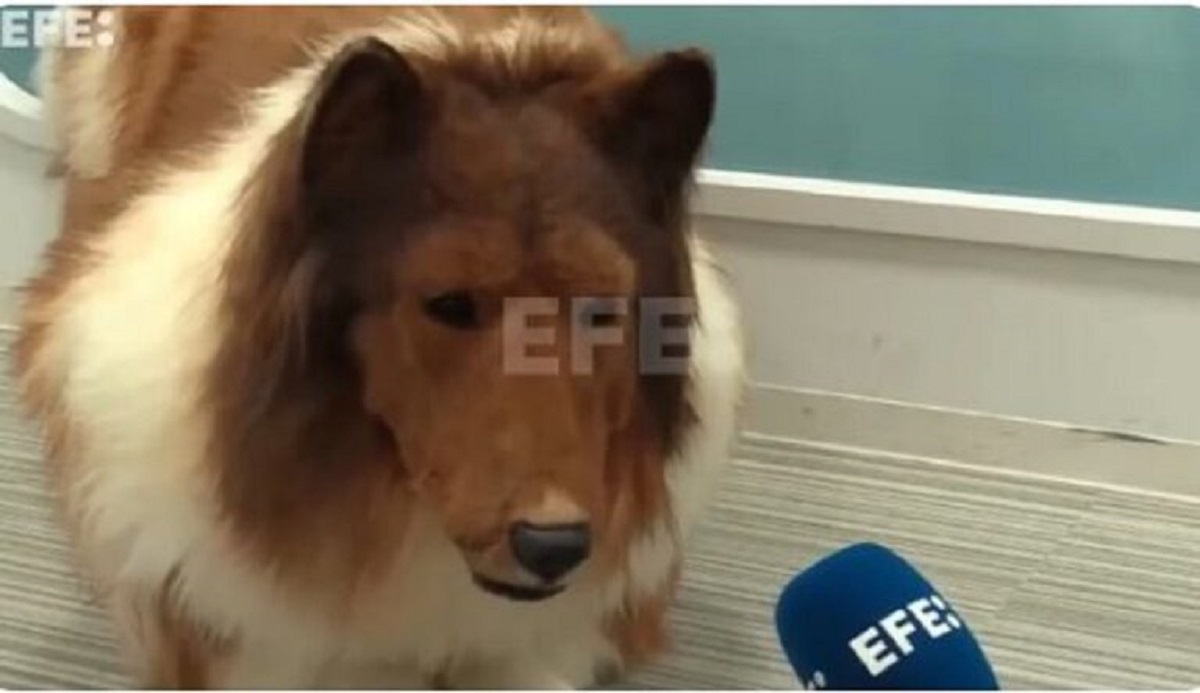 De Japanse man die een fortuin uitgaf om een hond te worden