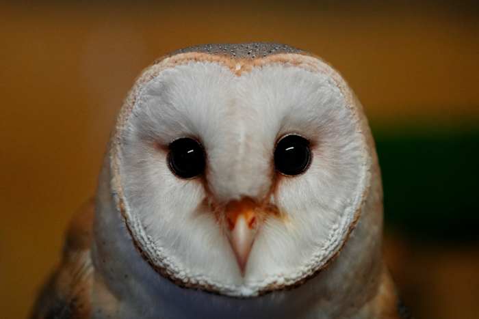 Een onwaarschijnlijk symbool van samenwerking, de Barn Owl brengt Arabische en Israëlische wetenschappers samen