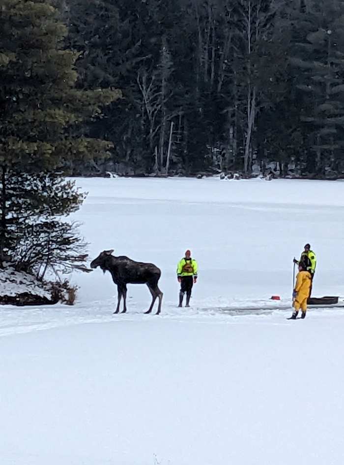 Eerstehulpverleners hebben een eland gered die door het ijs van een meer in New York viel. Hier is hoe ze het deden